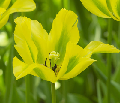 Viridiflora Tulipán - Formosa - 12/+ - 7 db