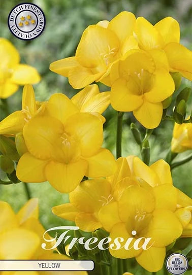 Freesia - Single Yellow