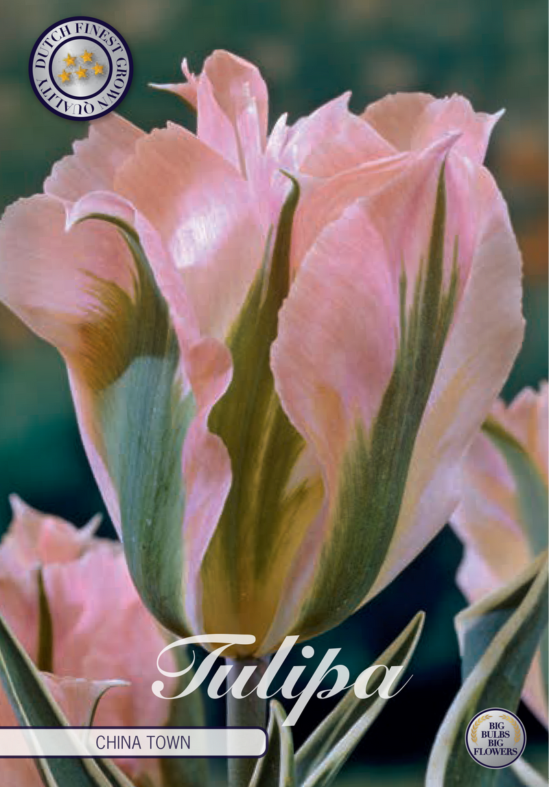 Tulip Viridiflora - China Town - 12/+ - 7 pcs