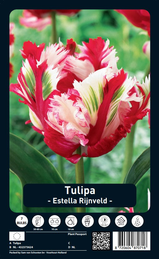 Papagáj Tulipán - Estella Rijnveld - 12/+ - 7 db