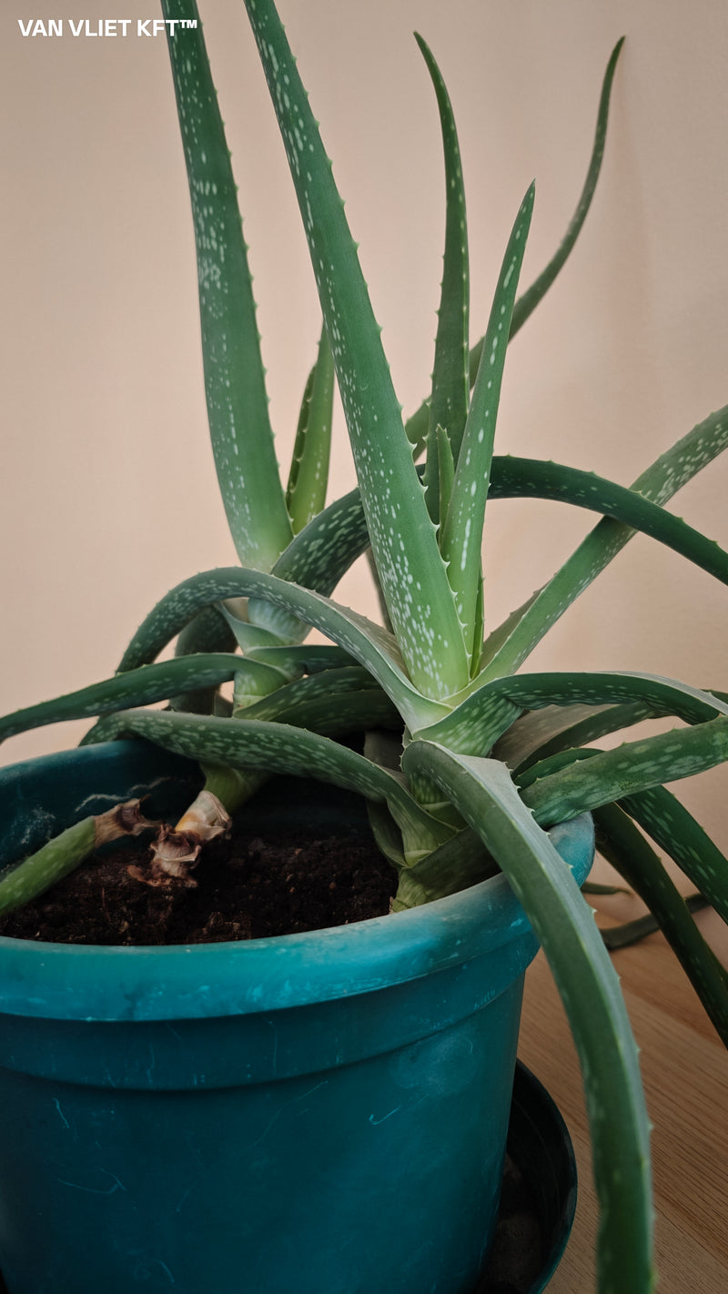 Aloe Vera - 8 Seeds