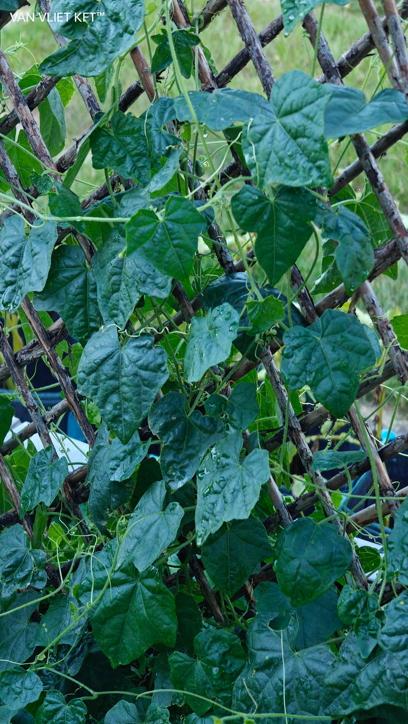 Mexikói Egérdinnye - Cucamelon - 15 Szem