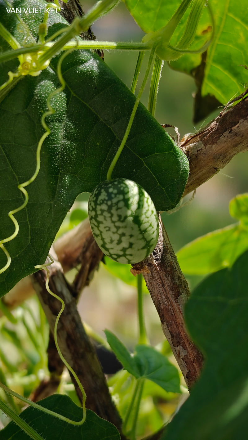 Mexikói Egérdinnye - Cucamelon - 15 Szem