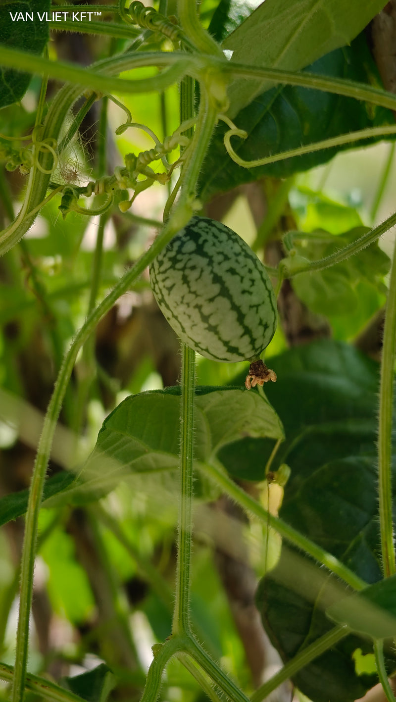 Mexikói Egérdinnye - Cucamelon - 15 Szem