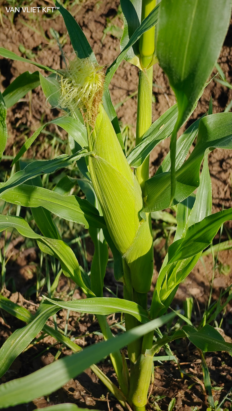 Sweet Corn - Golden Bantam - 8g