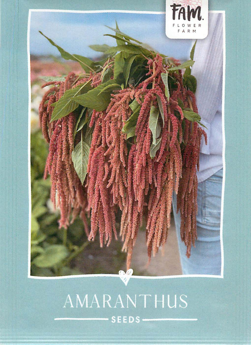 Amaranthus - Coral Fountain - 375 Seeds