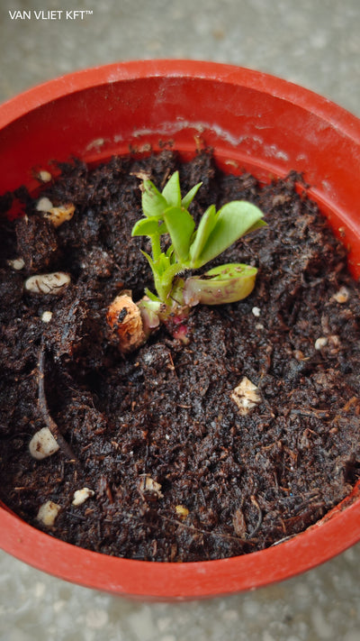 Growing Pots Peanuts