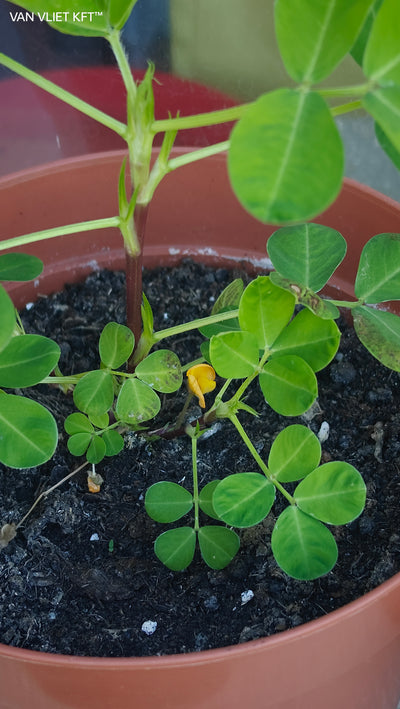 Growing Pots Peanuts