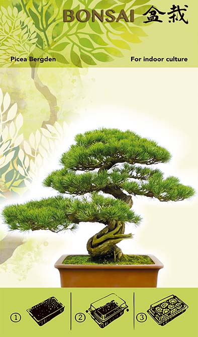 Bonsai Növesztőkészlet - Picea Bergden I