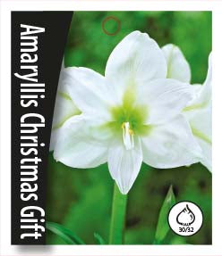 Amaryllis - Christmas Gift - 30/32