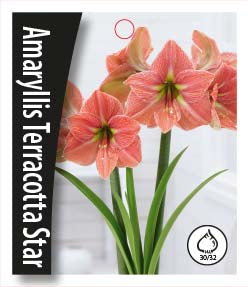 Amaryllis - Terra Cotta Star - 30/32