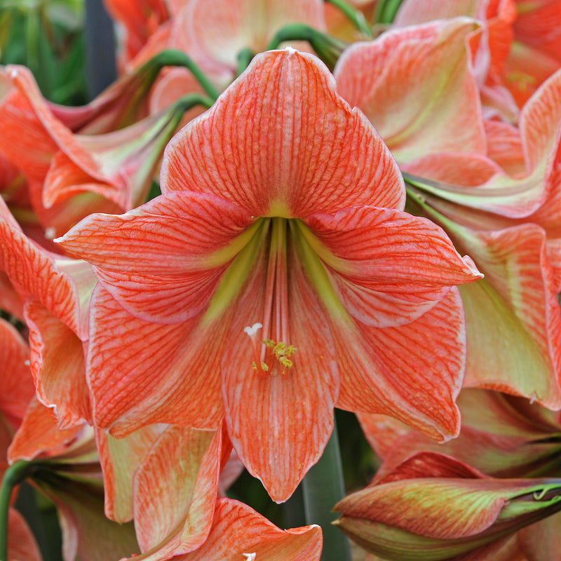 Amaryllis - Terra Cotta Star - 30/32