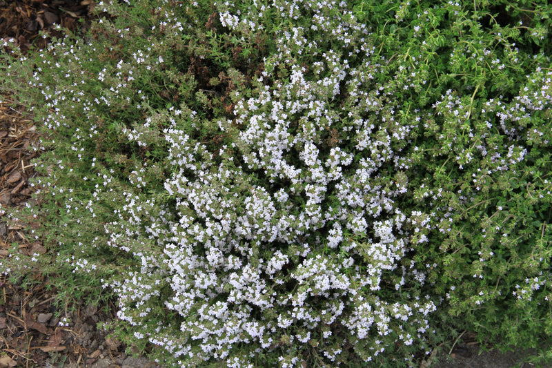 Thyme - 1,5g