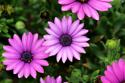 African Daisy - Akila - 10 Seeds