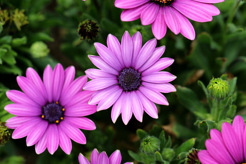 African Daisy - Akila - 10 Seeds