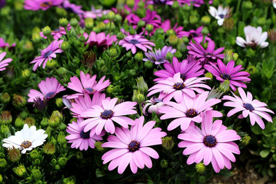 African Daisy - Akila - 10 Seeds