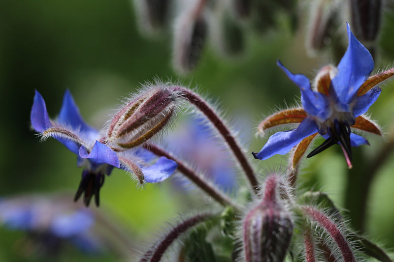 Borage - Organic - 1g