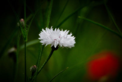 Cornflower - White Ball - 1g