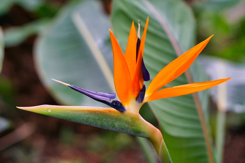 Small Garden - Bird of Paradise Flower - 10 Seeds