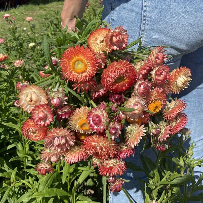 Helichrysum - King Size Salmon - 300 Seeds