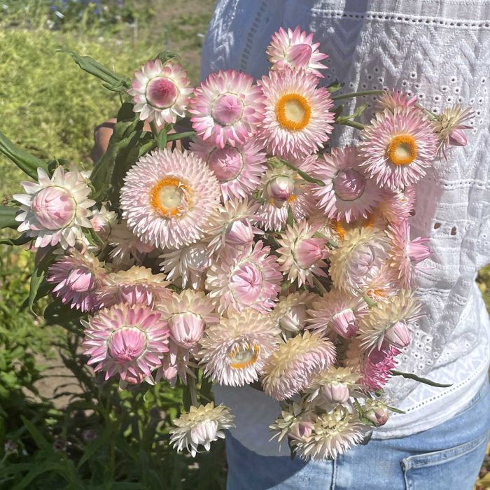 Helichrysum - Silvery Rose - 250 Seeds