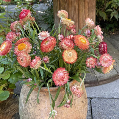 Helichrysum - King Size Salmon - 300 Seeds