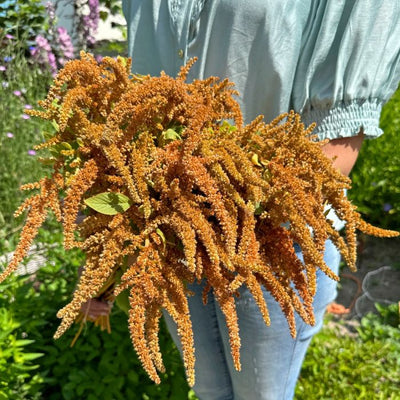 Amaranthus - Hot Biscuits - 180 Seeds