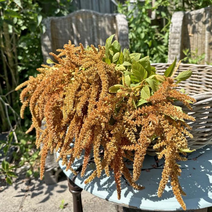 Amaranthus - Hot Biscuits - 180 Seeds