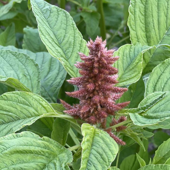 Amaranthus - Coral Fountain - 375 Seeds