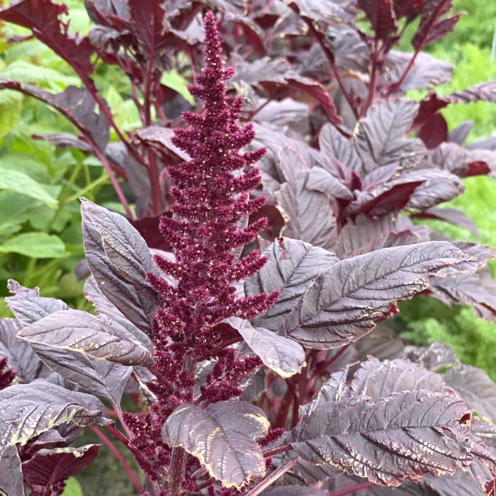 Amaranthus - Velvet Curtains - 400 Seeds