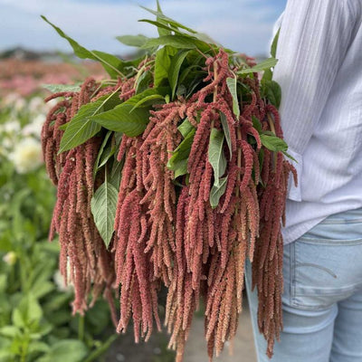 Amaranthus - Coral Fountain - 375 Seeds