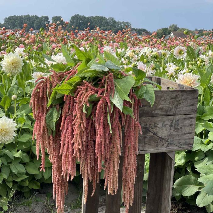 Amaranthus - Coral Fountain - 375 Seeds