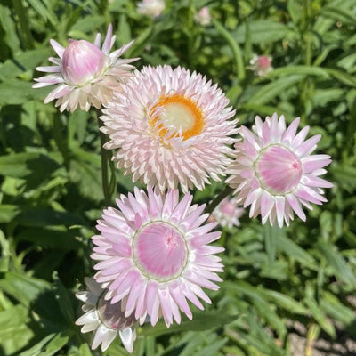 Helichrysum - Silvery Rose - 250 Seeds