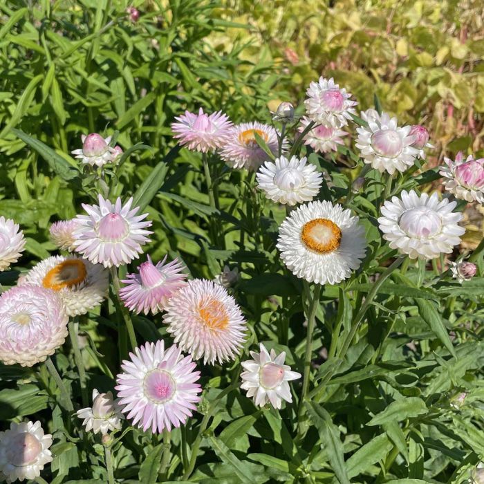 Helichrysum - Silvery Rose - 250 Seeds