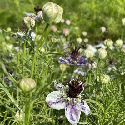 Nigella - Delft Blue - 200 Seeds