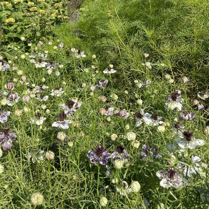 Nigella - Delft Blue - 200 Seeds