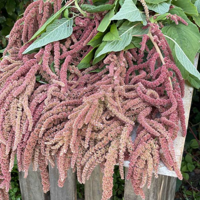 Amaranthus - Coral Fountain - 375 Seeds