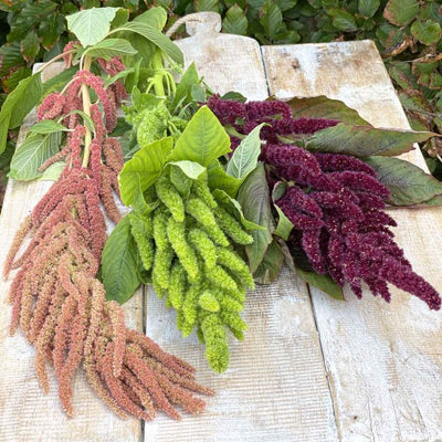 Amaranthus - Coral Fountain - 375 Seeds