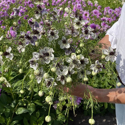 Nigella - Delft Blue - 200 Seeds