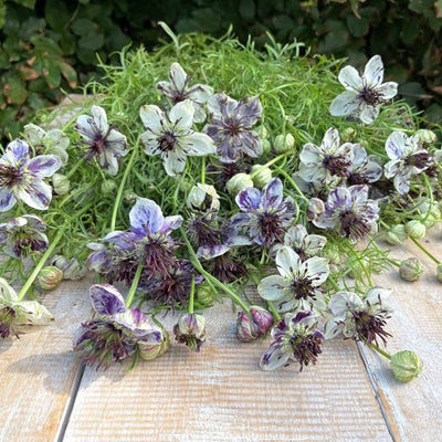 Nigella - Delft Blue - 200 Seeds