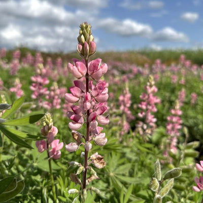 Csillagfürt - Avalune Pink - 50 Szem