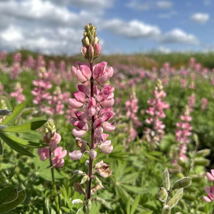 Lupinus - Avalune Pink - 50 Seeds