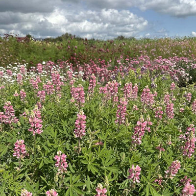 Lupinus - Avalune Pink - 50 Seeds