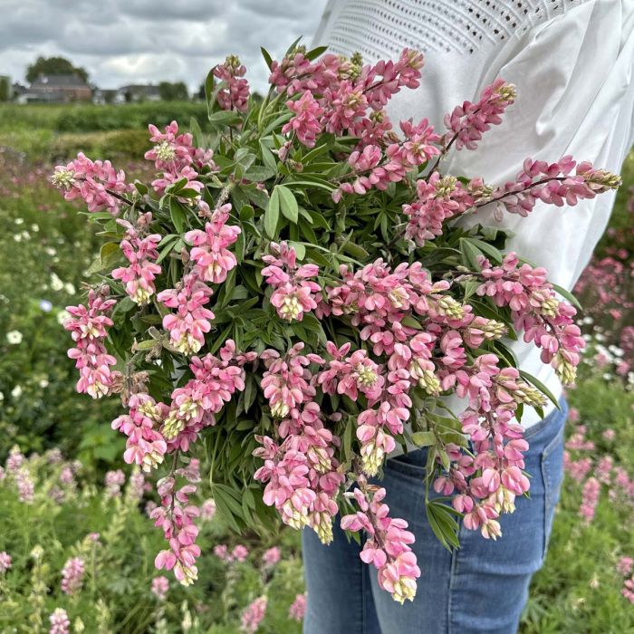 Lupinus - Avalune Pink - 50 Seeds