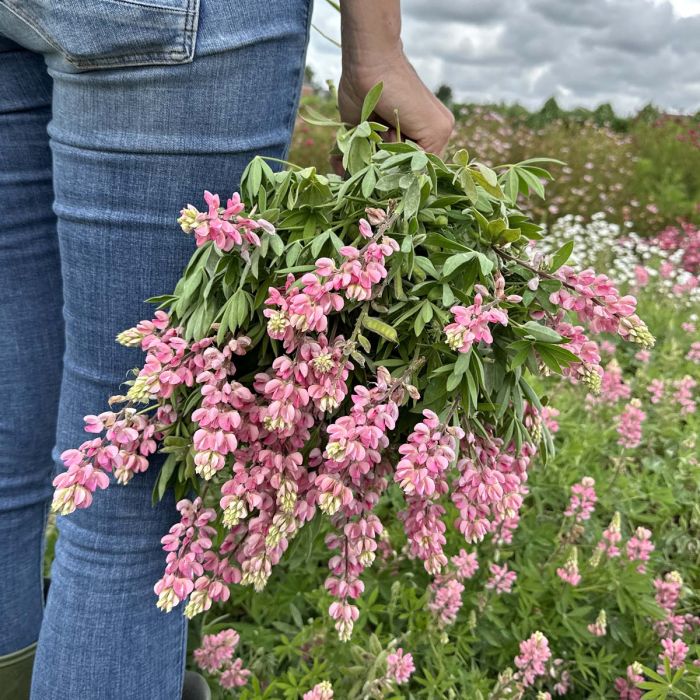 Lupinus - Avalune Pink - 50 Seeds