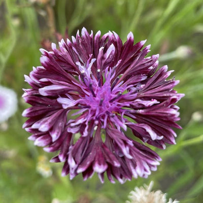 Centaureau - Classic Magic - 180 Seeds