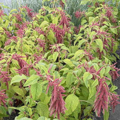 Amaranthus - Coral Fountain - 375 Seeds