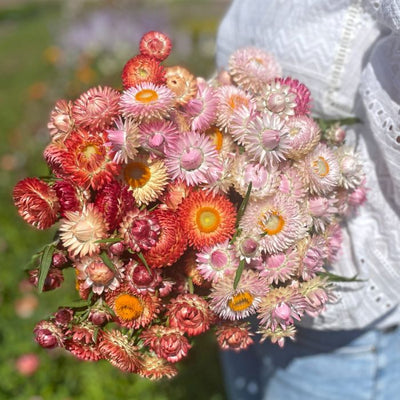 Helichrysum - King Size Salmon - 300 Seeds