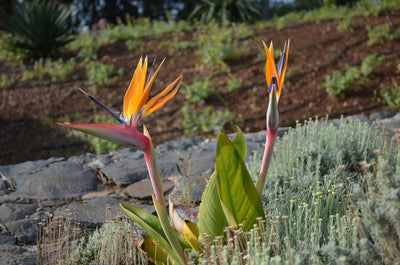 Small Garden - Bird of Paradise Flower - 10 Seeds