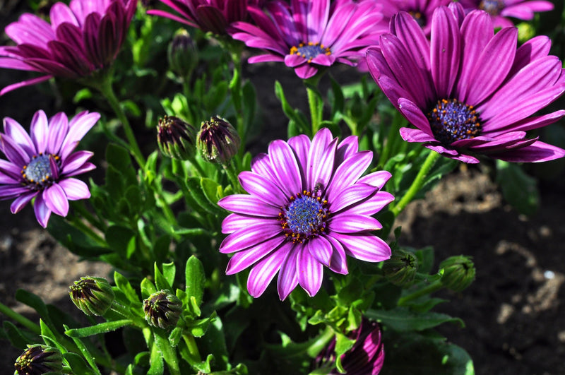 African Daisy - Akila - 10 Seeds